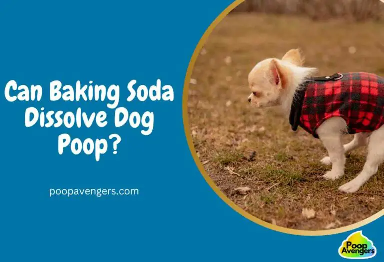 Can Baking Soda Dissolve Dog Poop? (My Tests & Results) Cleaning Poop Stains Like A G.O.A.T