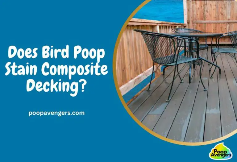 Does Bird Poop Stain Composite Decking? Yes! Here’s Why Cleaning Poop