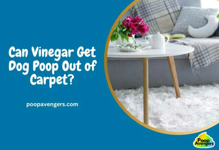 Can Vinegar Get Dog Poop Out of Carpet? Cleaning Poop Stains Like A G