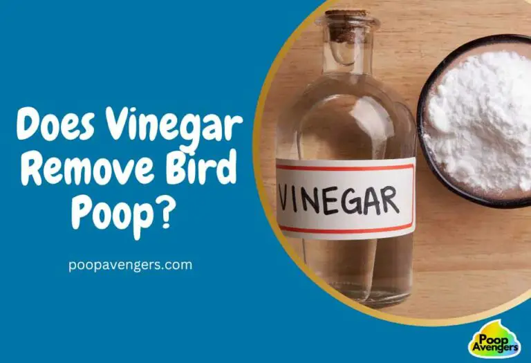 does-vinegar-remove-bird-poop-yes-here-s-why-how-cleaning-poop