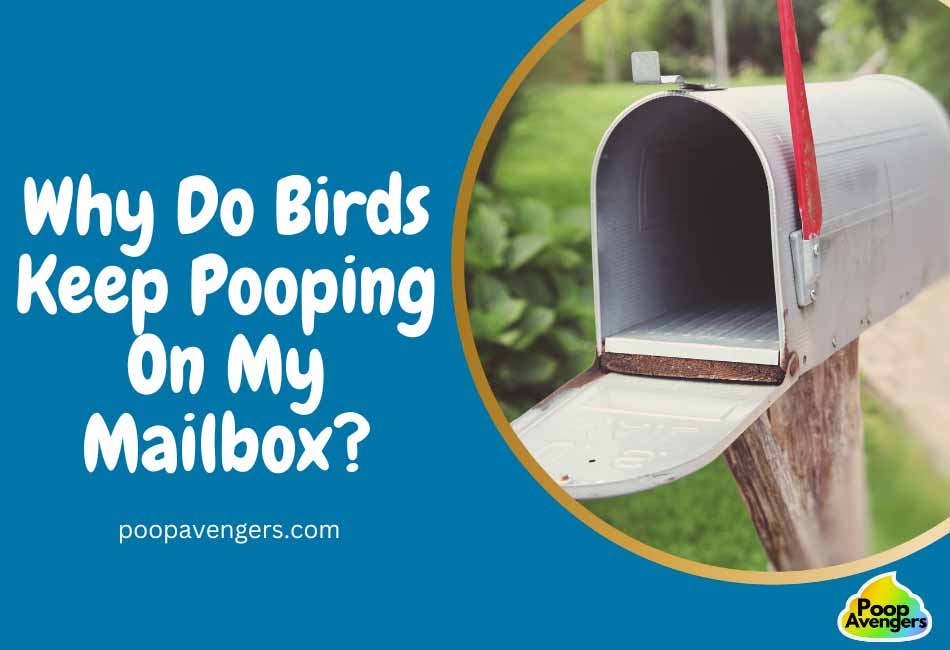 5 Reasons Birds Poop On Mailboxes & 6 Ways To Prevent Them Cleaning