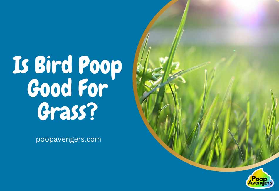 is-bird-poop-good-for-grass-7-important-benefits-plus-tips-cleaning