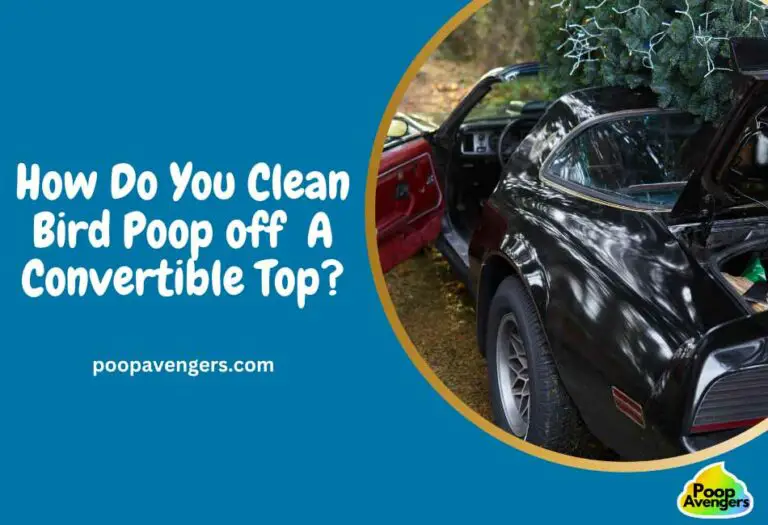 Range Rover Poop 4 Home Remedies To Clean Bird Poop Off A Convertible Top – Cleaning ...