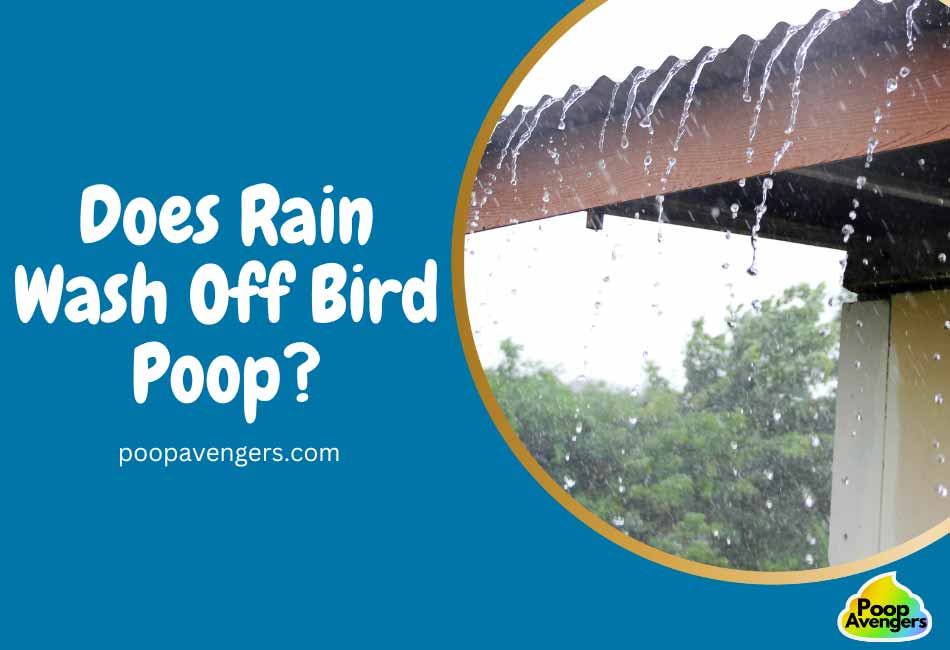 Does Rain Wash Off Bird Poop?