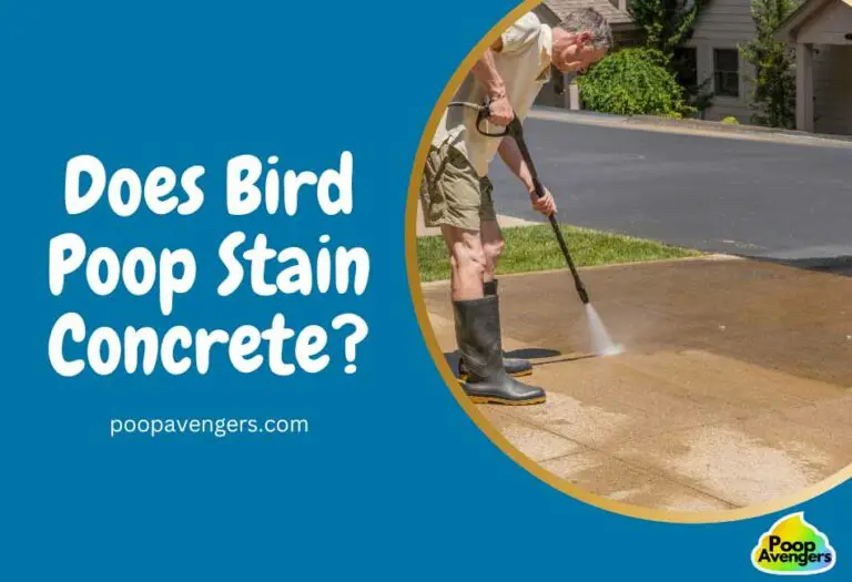 does-bird-poop-stain-concrete-cleaning-poop-stains-like-a-g-o-a-t