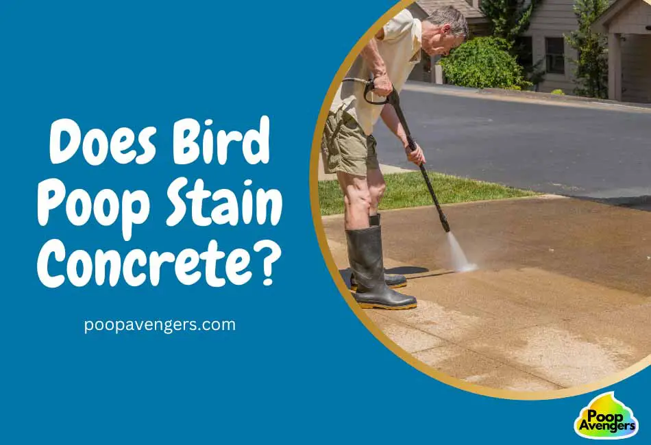 how-to-remove-bird-poop-stains-from-your-car