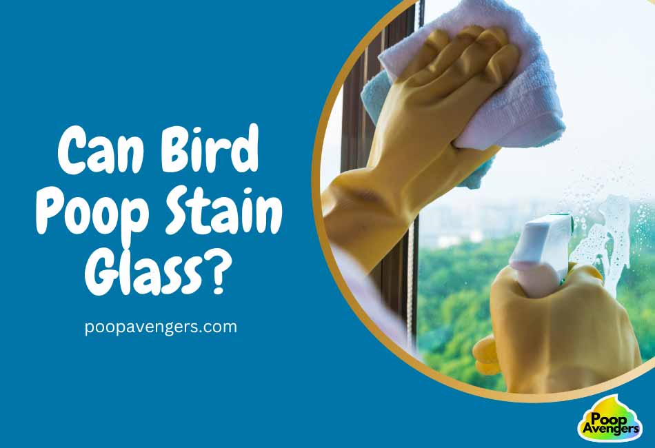 Can Bird Poop Stain Glass?