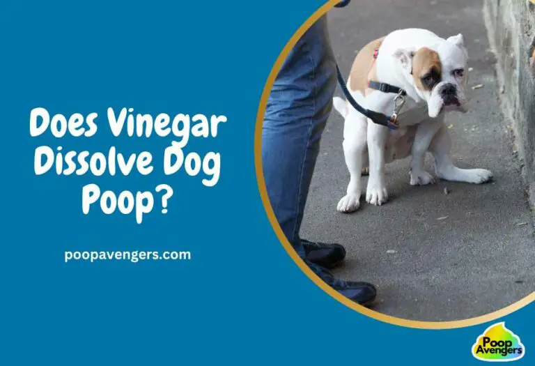 Does Vinegar Dissolve Dog Poop? (My Experiment & Results) Cleaning