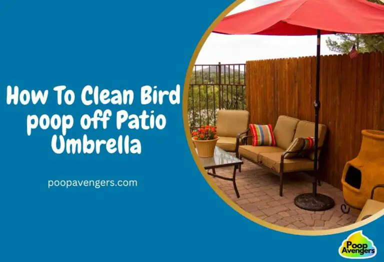 6 Easy Ways Clean Bird Poop off Patio Umbrella Cleaning Poop Stains