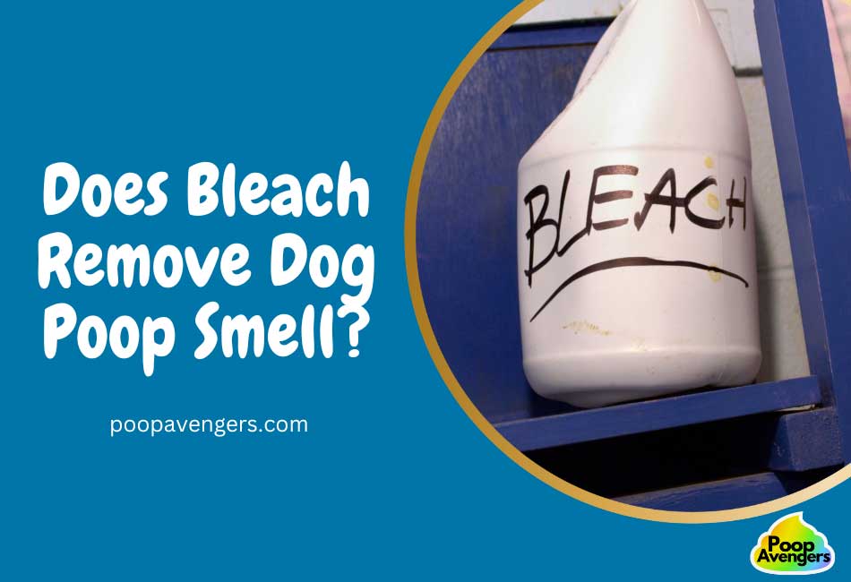 does-bleach-remove-dog-poop-smell-plus-3-alternatives-cleaning