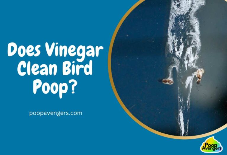 Does Vinegar Clean Bird Poop From All Surfaces? Cleaning Poop Stains