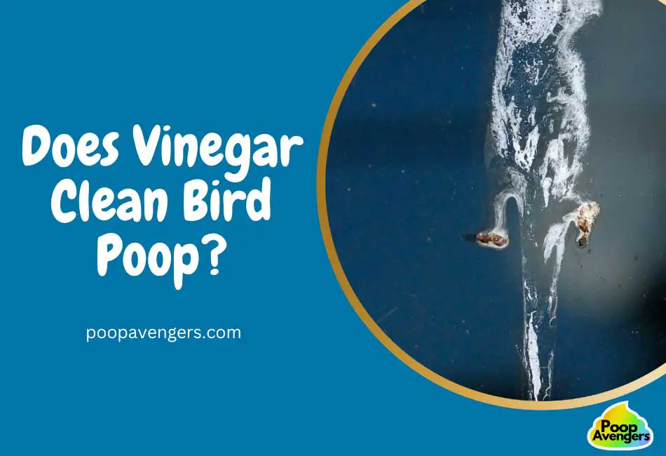 Does Vinegar Clean Bird Poop