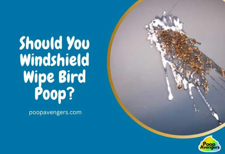 Should You Windshield Wipe Bird Poop? Cleaning Poop Stains Like A G.O.A.T