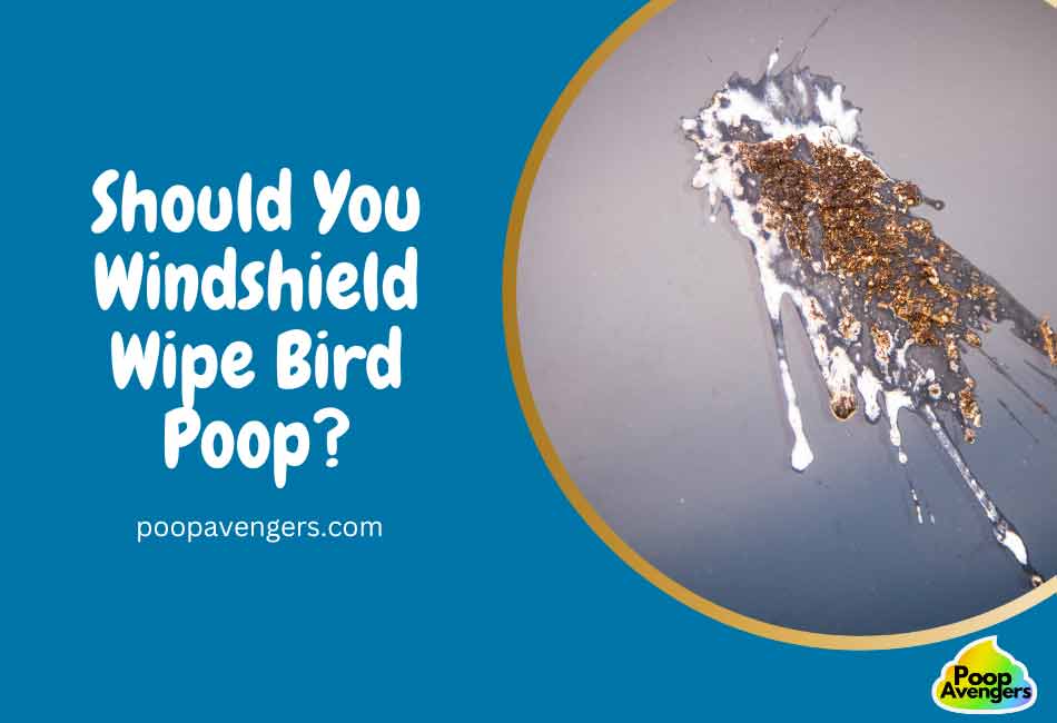 Should You Windshield Wipe Bird Poop?