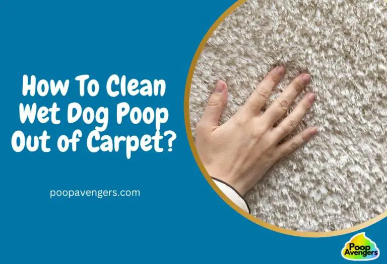 5 Ways Clean Wet Dog Poop Out of Carpet Cleaning Poop Stains Like A G