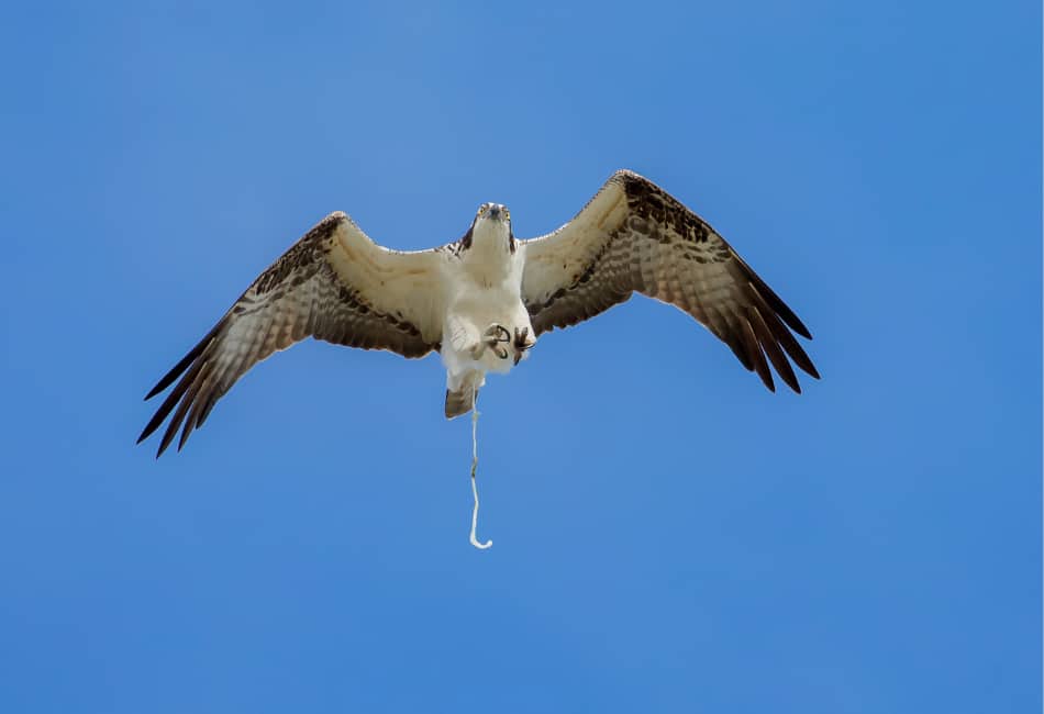 why do birds poop on humans