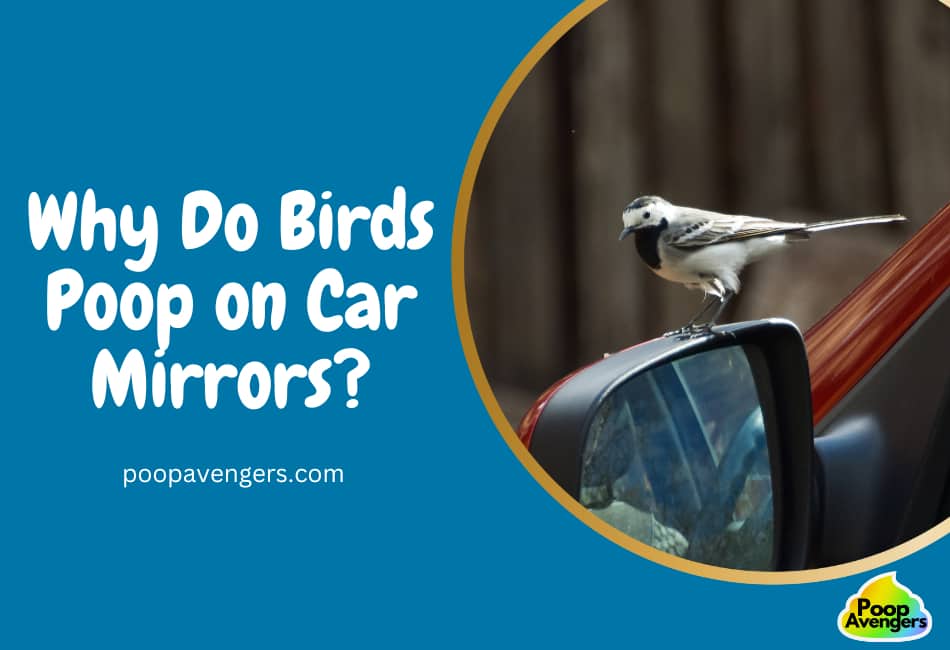 why do birds sit on my car mirrors