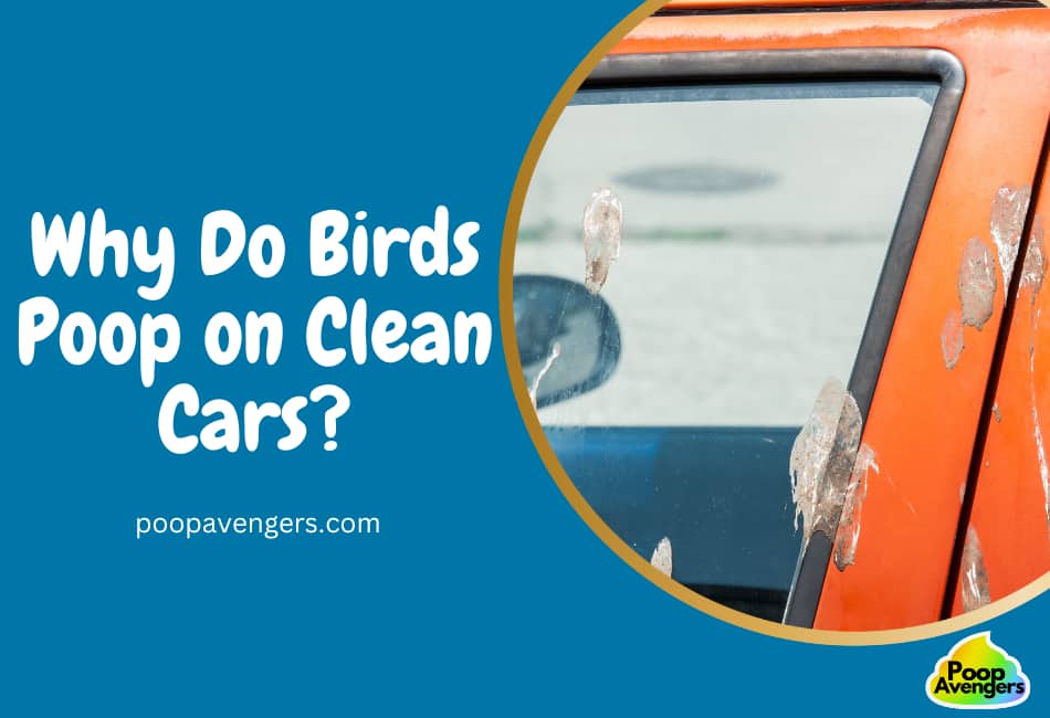 Why Birds Have A Crappy Habit Of Pooping On Clean Cars Cleaning Poop why-birds-have-a-crappy-habit-of-pooping-on-clean-cars-cleaning-poop