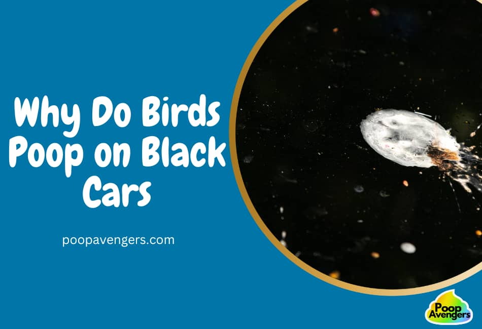 Unraveling The Mystery Why Do Birds Poop On Black Cars Cleaning Unraveling The Mystery Why Do Birds Poop On Black Cars Cleaning