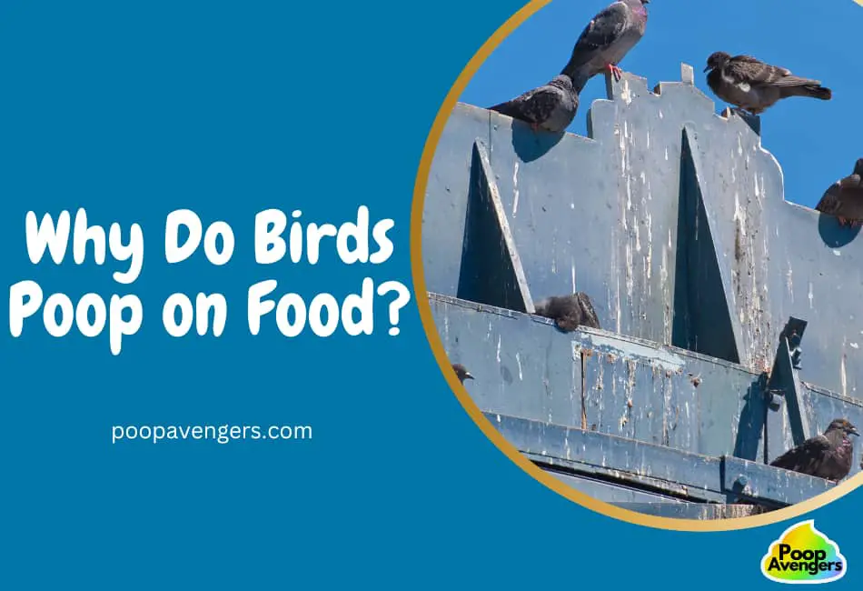 Why Do Birds Poop on Food and How to Prevent It? Cleaning Poop Stains