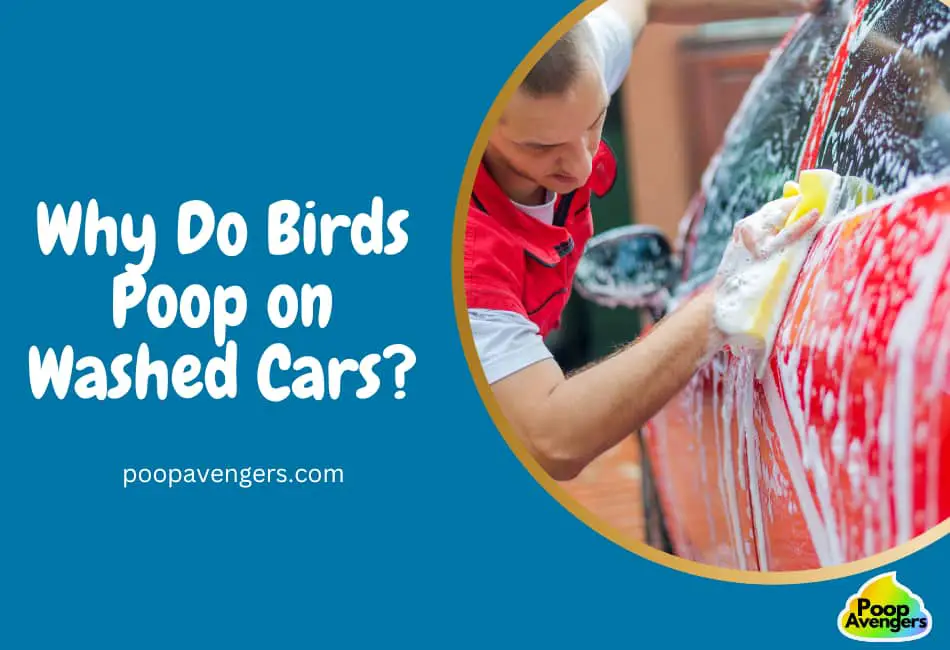 why do birds poop on washed cars