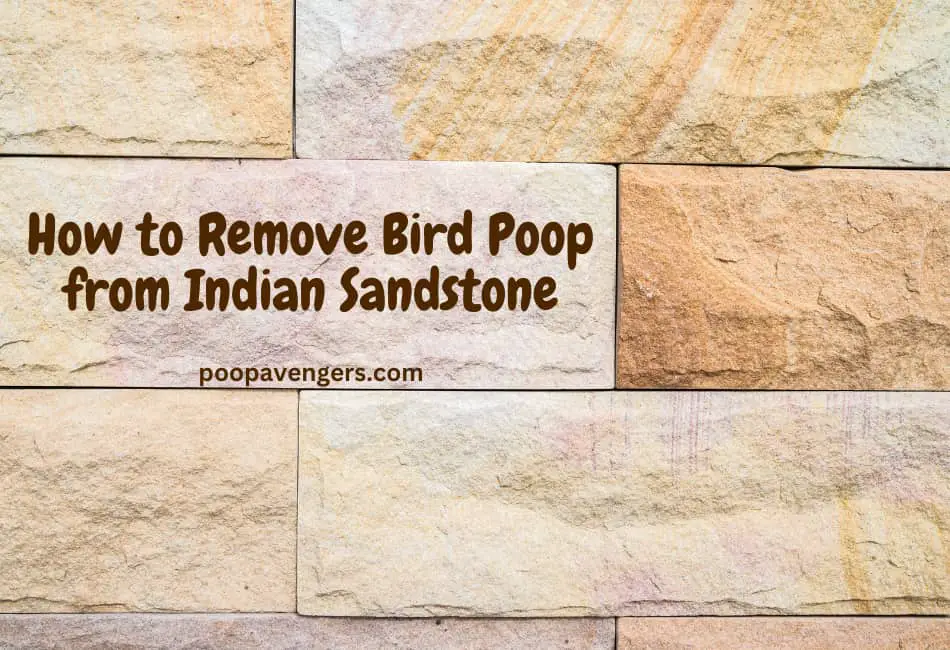 removing-bird-poop-from-indian-sandstone-5-effective-home-remedies