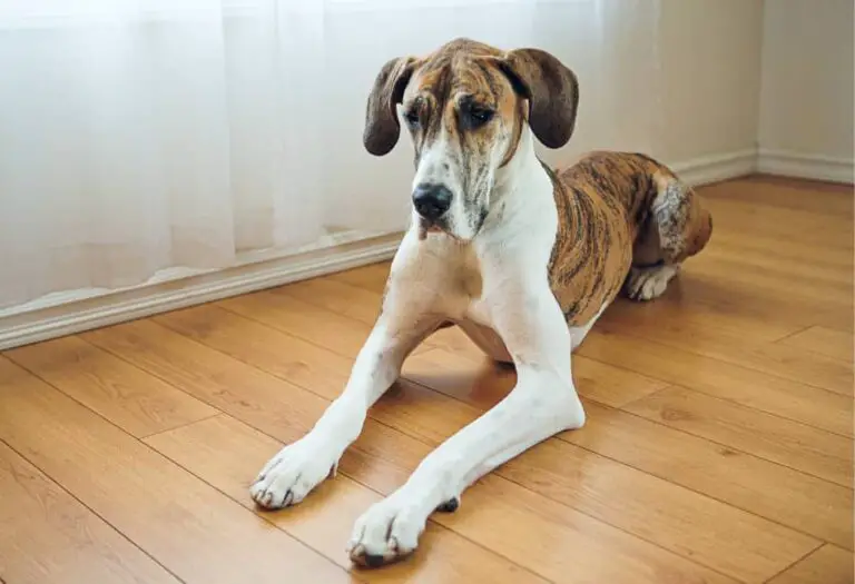 5 Effective Home Remedies for Cleaning Poop off Hardwood Floors