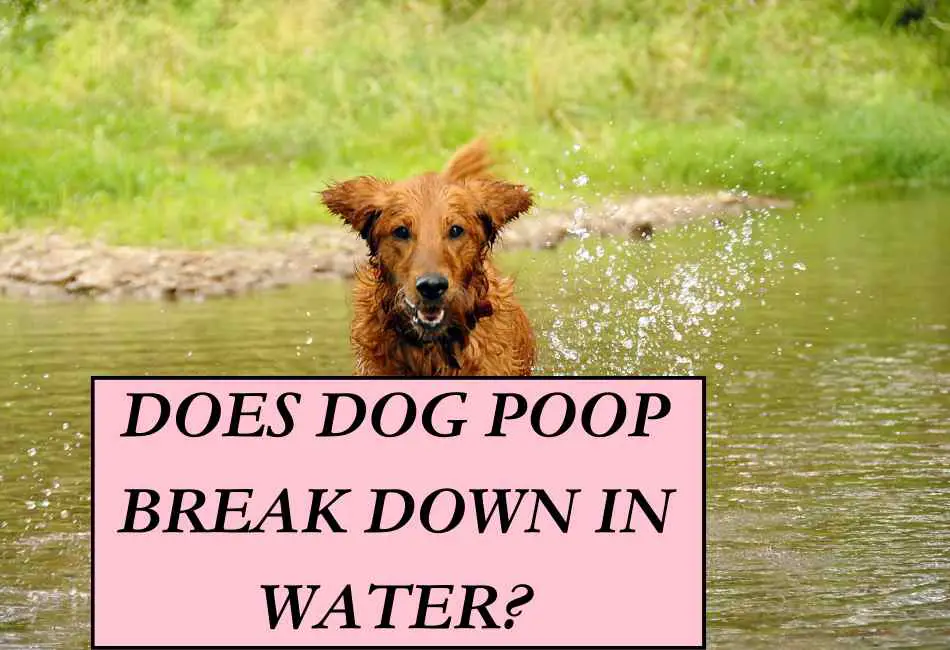 does-dog-poop-break-down-in-water