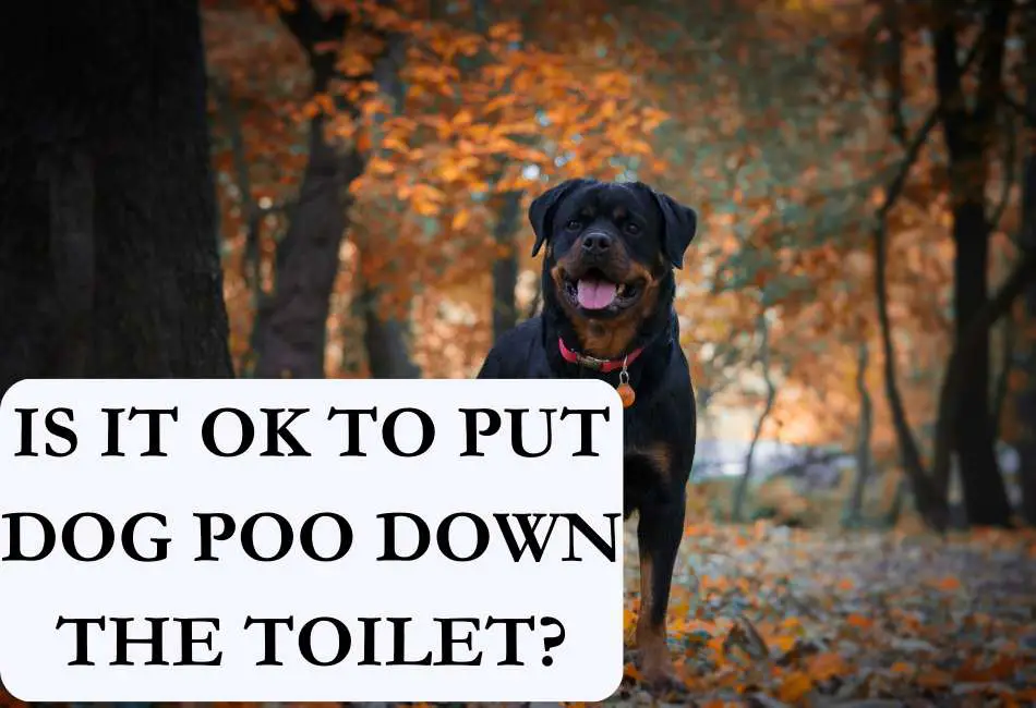 is-it-ok-to-put-dog-poo-down-the-toilet