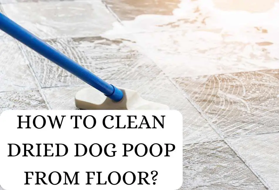 how-to-clean-dried-dog-poop-from-floor