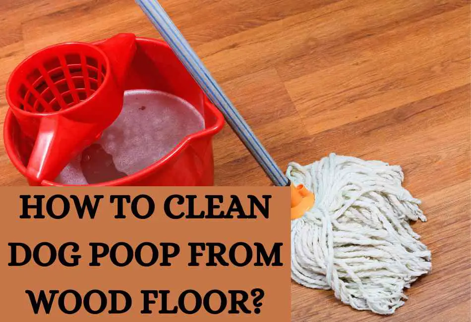 how-to-clean-dog-poop-from-wood-floor