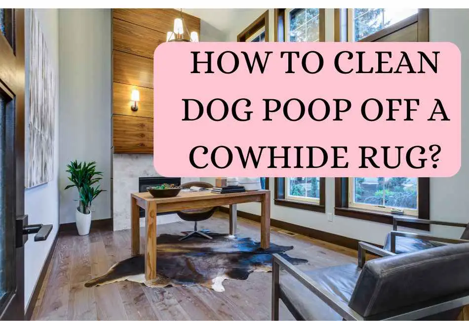 6-home-remedies-for-cleaning-dog-poop-off-your-cowhide-rug-cleaning