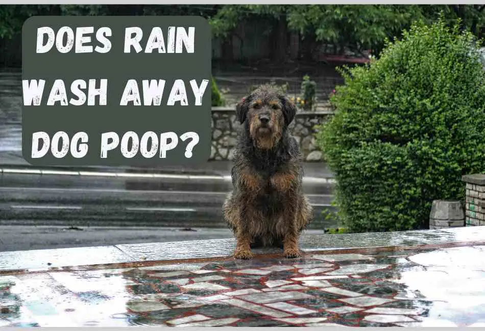 Does Rain Wash Away Dog Poop? Cleaning Poop Stains Like A G.O.A.T
