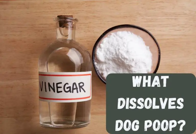 The Scoop on Dissolving Dog Poop 11 Effective Solutions Cleaning