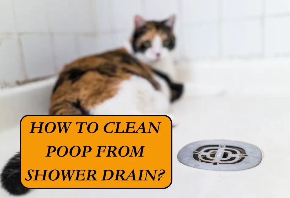 5-home-remedies-to-clean-poop-from-shower-drain-cleaning-poop-stains